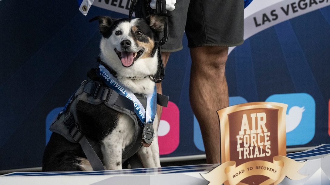 A service dog wears several medals while his human waits to receive another.