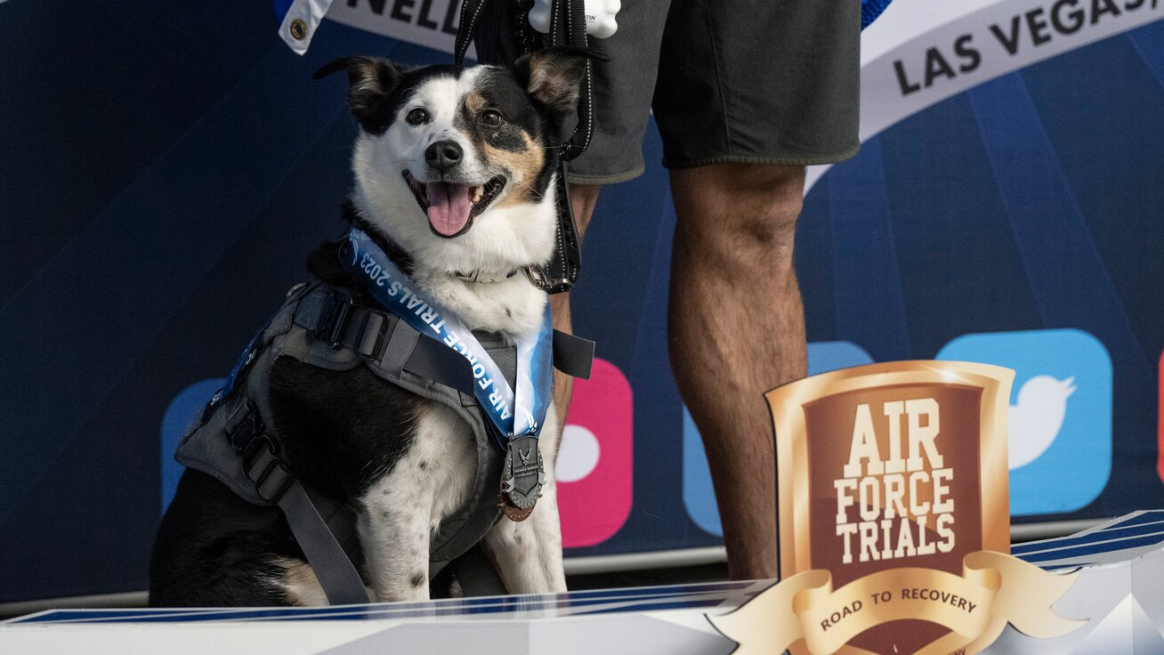 A service dog wears several medals while his human waits to receive another.