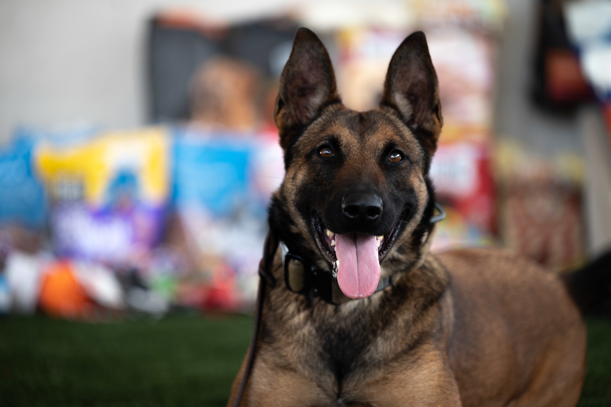 A dog is photographed in front of dog supplies