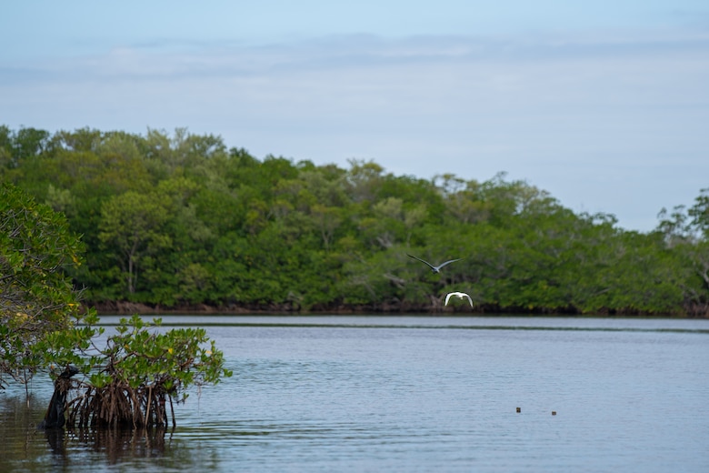 Birds fly near mangroves in Biscayne Bay