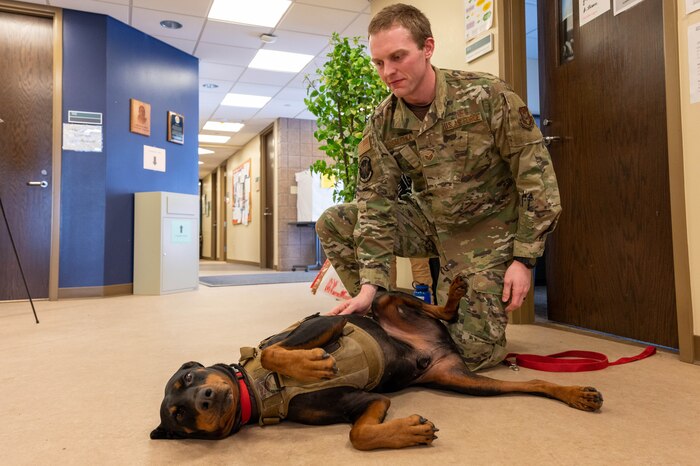Tech. Sgt. Diesel (left), 934th Aeromedical Staging Squadron therapeutic dog, plays with Staff Sgt. Scott Kosmatka, 934 ASTS medical records technician and owner of Diesel at the Minneapolis-St. Paul Air Reserve Station on March 5,2023. Diesel for his current role because he has a relaxed demeanor, enjoys being petted and likes meeting new people. (Senior Airman Colten Tessness)