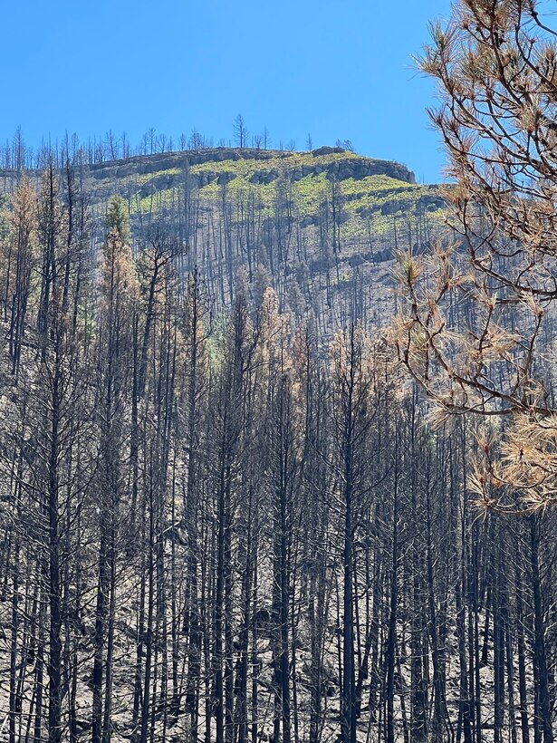 LAS VEGAS, N.M. – Vegetation begins to return above the burn scar from the Hermits Peak/Calf Canyon Fire, June 1, 2022. Photo by Alexander Norway.