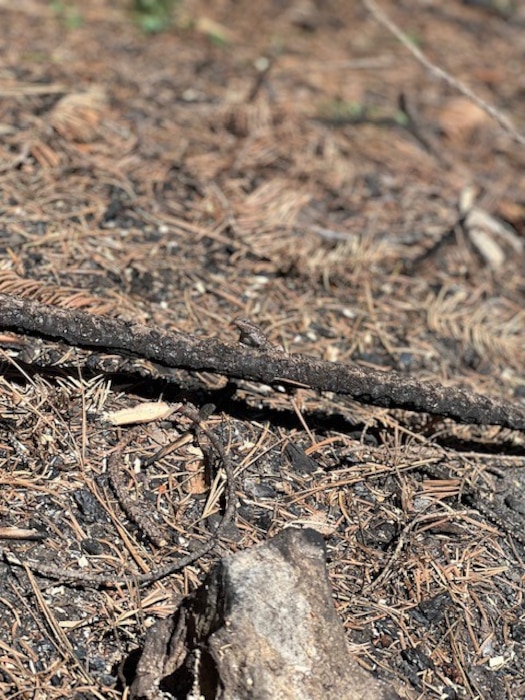 SAN MIGUEL/MORA COUNTIES, N.M. – After tree-felling operations, part of the district’s response to the Calf Canyon/Hermits Peak Fire, a small critter was discovered sunbathing on a burnt tree branch near Blue Canyon Road, Sept. 3, 2022. Photo by Lucy Pillera.