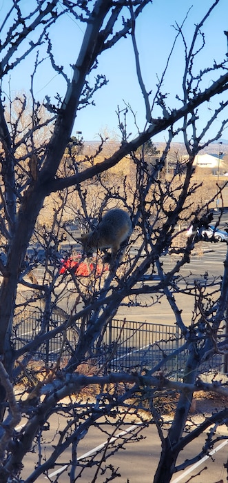 ALBUQUERQUE, N.M. – A gray fox climbs in one of the trees on the north side of the district office building, Jan. 24, 2022. Photo by Corey Bowen.