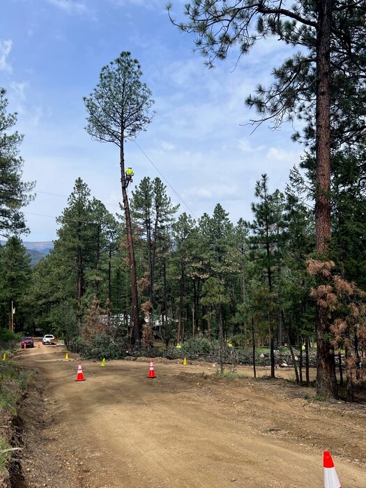 PENDARIES VILLAGE, N.M. – A Rolling Green Tree Care subcontractor works to fell a tree during tree felling operations adjacent to several electrical power lines, Sept. 7, 2022. The tree felling was part of the district’s response to the Hermits Peak/Calf Canyon Fire which affected more than 341,000 acres in San Miguel and Mora counties. Photo by Lucy Pillera.