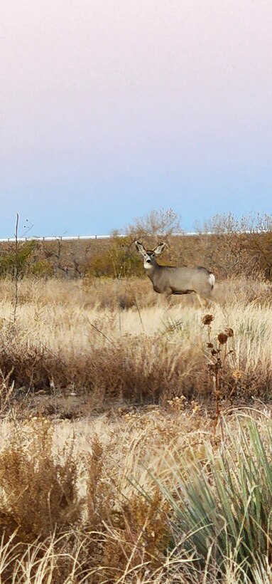 JOHN MARTIN DAM, Colo. – While driving to work, Nov. 10, 2022, this Whitetail popped his head up and Tina Fraker’s first thought was “Whatcha looking at Willis?” a reference from the late 1970's/early 80's sitcom Different Strokes.