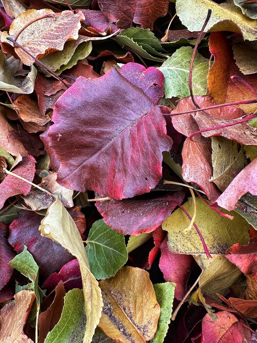 ALBUQUERQUE, N.M. – While leaving work at the district office, Nov. 30, 2022, Karyn Matthews saw this beautiful pile of leaves and took a photo.