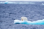 A young polar bear investigates a piece of ice Sept. 13, 2016 in the Chukchi Sea. Underway for its second mission, Cutter Healy embarked a team of researchers from the Scripps Institution of Oceanography, UC-San Diego, and the Office of Naval Research who are deploying an array of acoustic bottom moorings to collect data on how climate change and decreased ice coverage is affecting the Arctic Ocean. U.S.