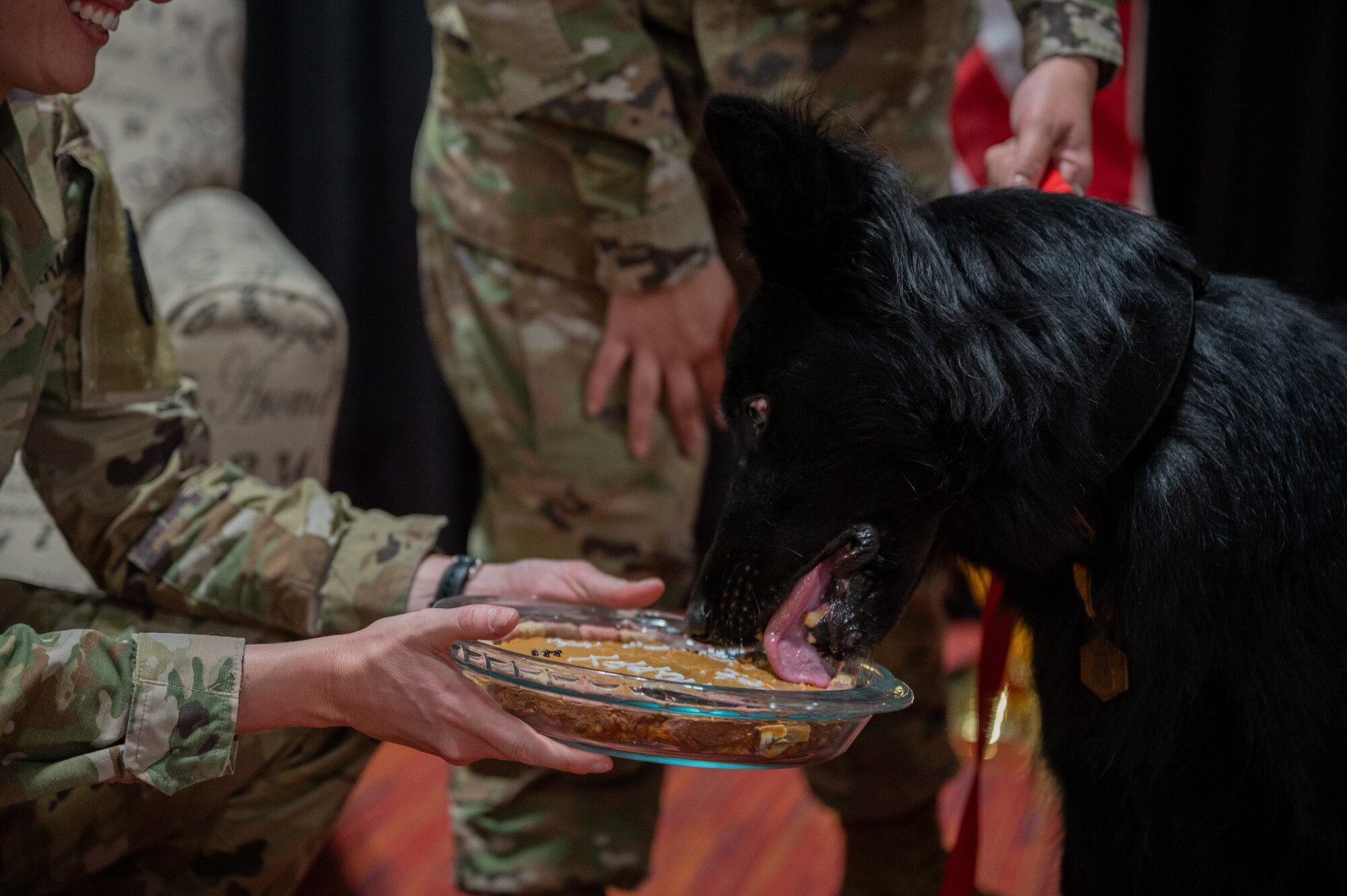 Military Working Dog Cento during his retirement ceremony at Misawa Air Base, Japan, March 6, 2023. Cento served for eight years patrolling the installation, detecting explosives as well as controlled substances, and performing intrusion detection. (U.S. Air Force photo by Staff Sgt. Caroline Parks)