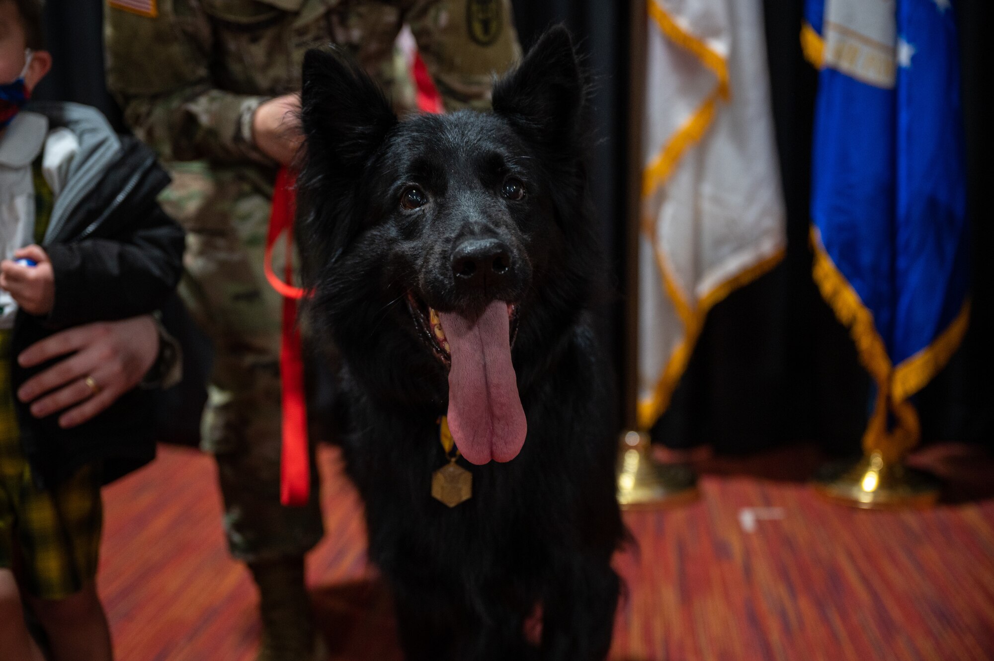 Military Working Dog Cento during his retirement ceremony at Misawa Air Base, Japan, March 6, 2023. Cento served for eight years patrolling the installation, detecting explosives as well as controlled substances, and performing intrusion detection. (U.S. Air Force photo by Staff Sgt. Caroline Parks)