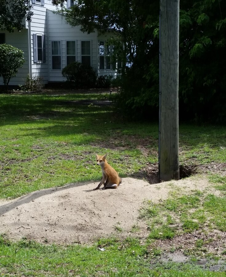 Red Fox on MCB Camp Lejeune
