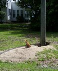 Red Fox on MCB Camp Lejeune
