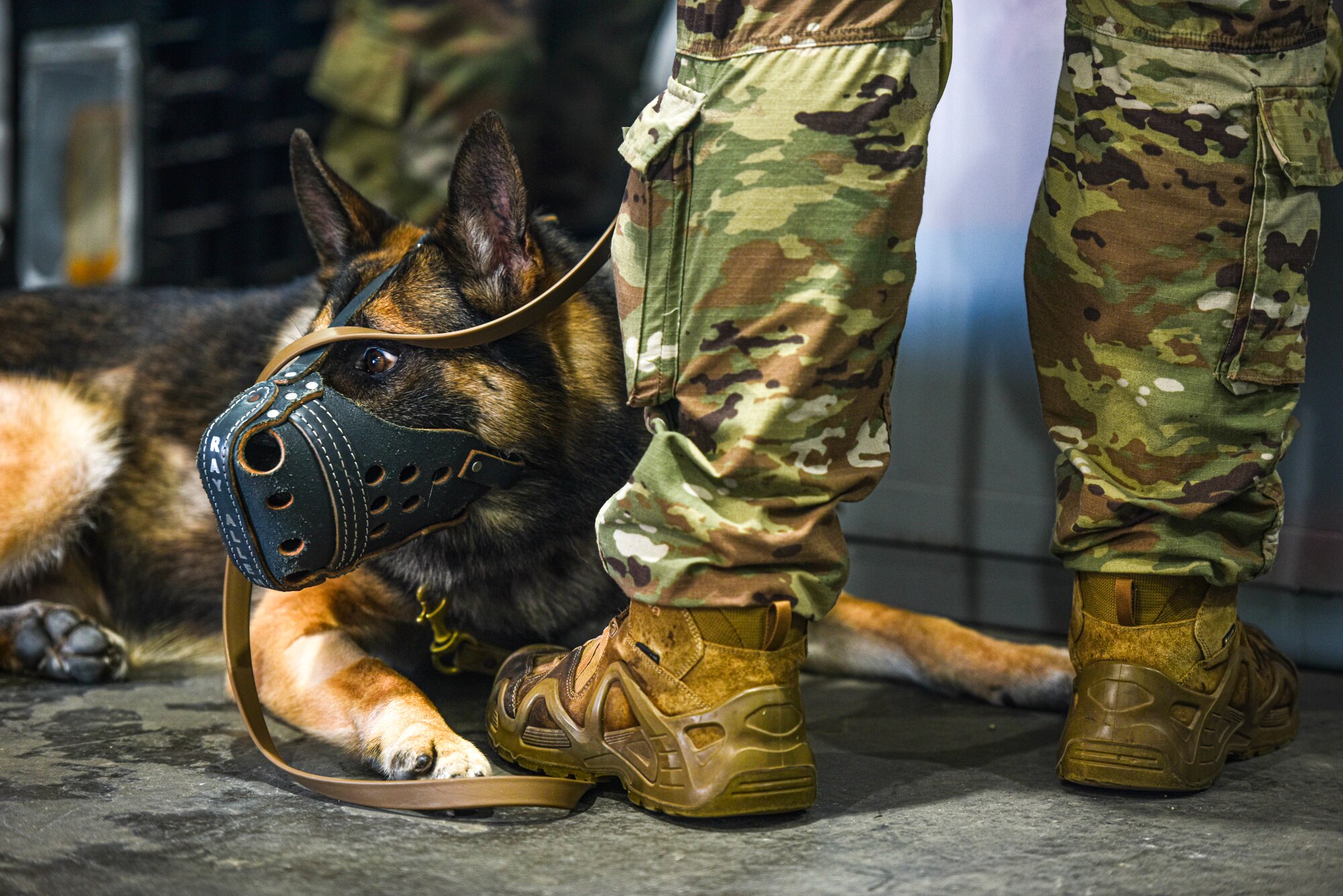 Military working dog Macie, and U.S. Air Force Staff Sgt. Eron Holmes, 647th Security Forces Squadron military working dog  handler, await deployment gear at Joint Base Pearl Harbor-Hickam, Hawaii, during the Joint Base Readiness Exercise, Feb. 28, 2023. The 15th Wing’s ability to surge combat-ready forces across the theater is critical to supporting regional alliances, partnerships and stability. (U.S. Air Force photo by Tech. Sgt. Anthony Nelson Jr.)