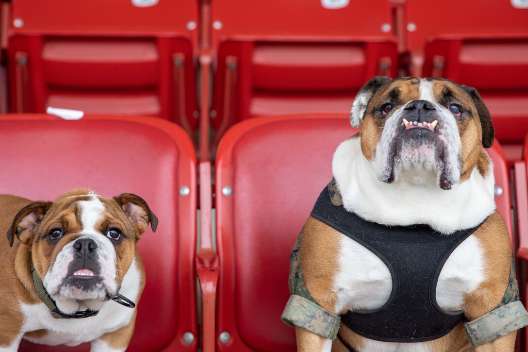 Two dogs are seated in stadium-style seats.