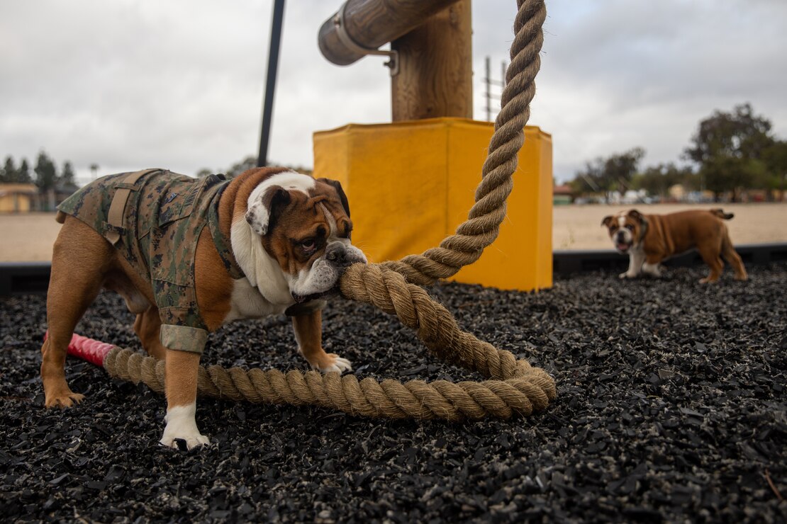 U.S. Marine Corps Cpl. Manny, left, and recruit Bruno train on a rope during the confidence course at Marine Corps Recruit Depot San Diego, March 20, 2022. Manny currently serves as the mascot for MCRD San Diego and the Western Recruiting Region and is training recruit Bruno to take over mascot duties after his retirement.