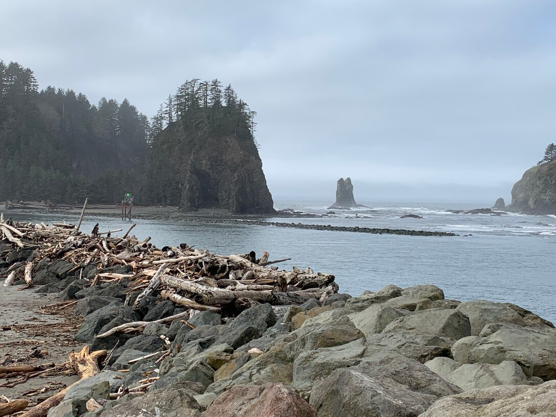 Photo of a shoreline with drift wood and stones