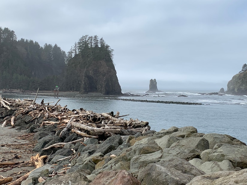 Photo of a shoreline with drift wood and stones
