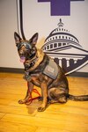 Photo of Luke, a German shepherd Facility Dog at WRNMMC