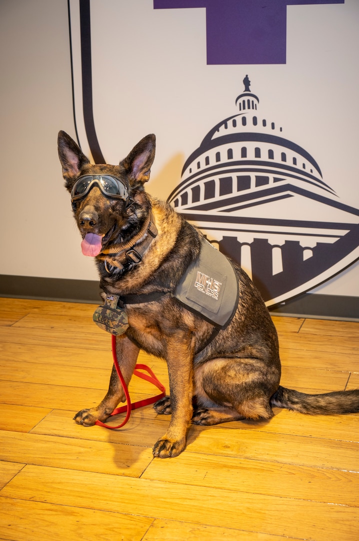 Photo of Luke, a German shepherd Facility Dog at WRNMMC