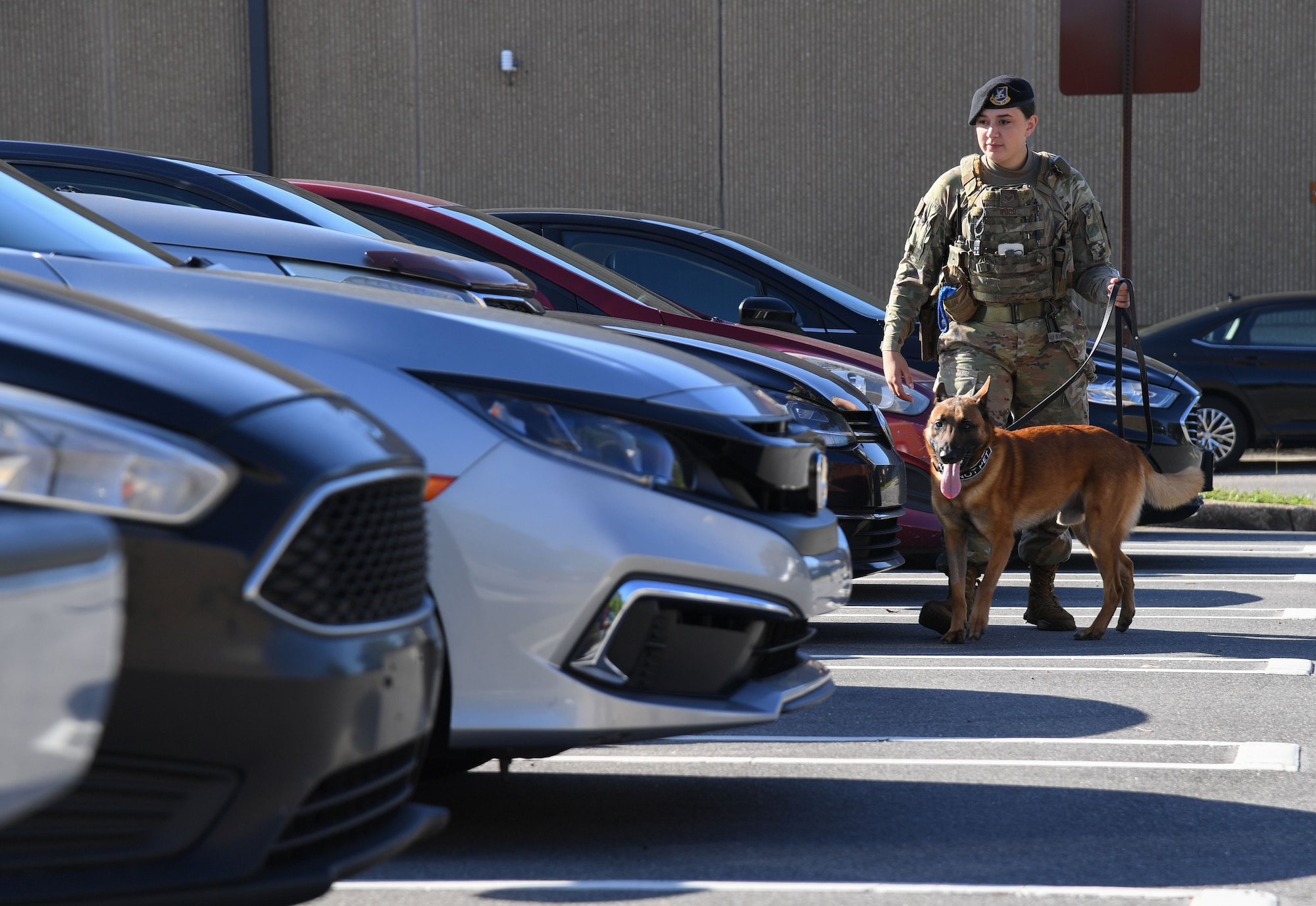 U.S. Air Force Staff Sgt. Ryan Wood, 81st Security Forces Squadron military working dog handler, and Victor, 81st SFS military working dog, conducts detection capabilities on vehicles during an All-Female Flight work day at Keesler Air Force Base, Mississippi, March 30, 2023.