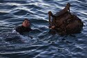 U.S. Marine Pfc. Brian Recinoshernandez, a student with Infantry Marine Course 1-23, Infantry Training Battalion, School of Infantry - West, swims in Del Mar Boat Basin as part of an amphibious insert during the final training exercise on Marine Corps Base Camp Pendleton, California, Jan. 23, 2023.  IMC is the Marine Corps’ 14-week infantry training course designed to make better trained and more lethal entry-level Marines. Recinoshernandez is a native of Neosho, Missouri. (U.S. Marine Corps photo by Lance Cpl. Earik Barton)