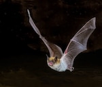 JBSA health officials urge people to be cautious around bats