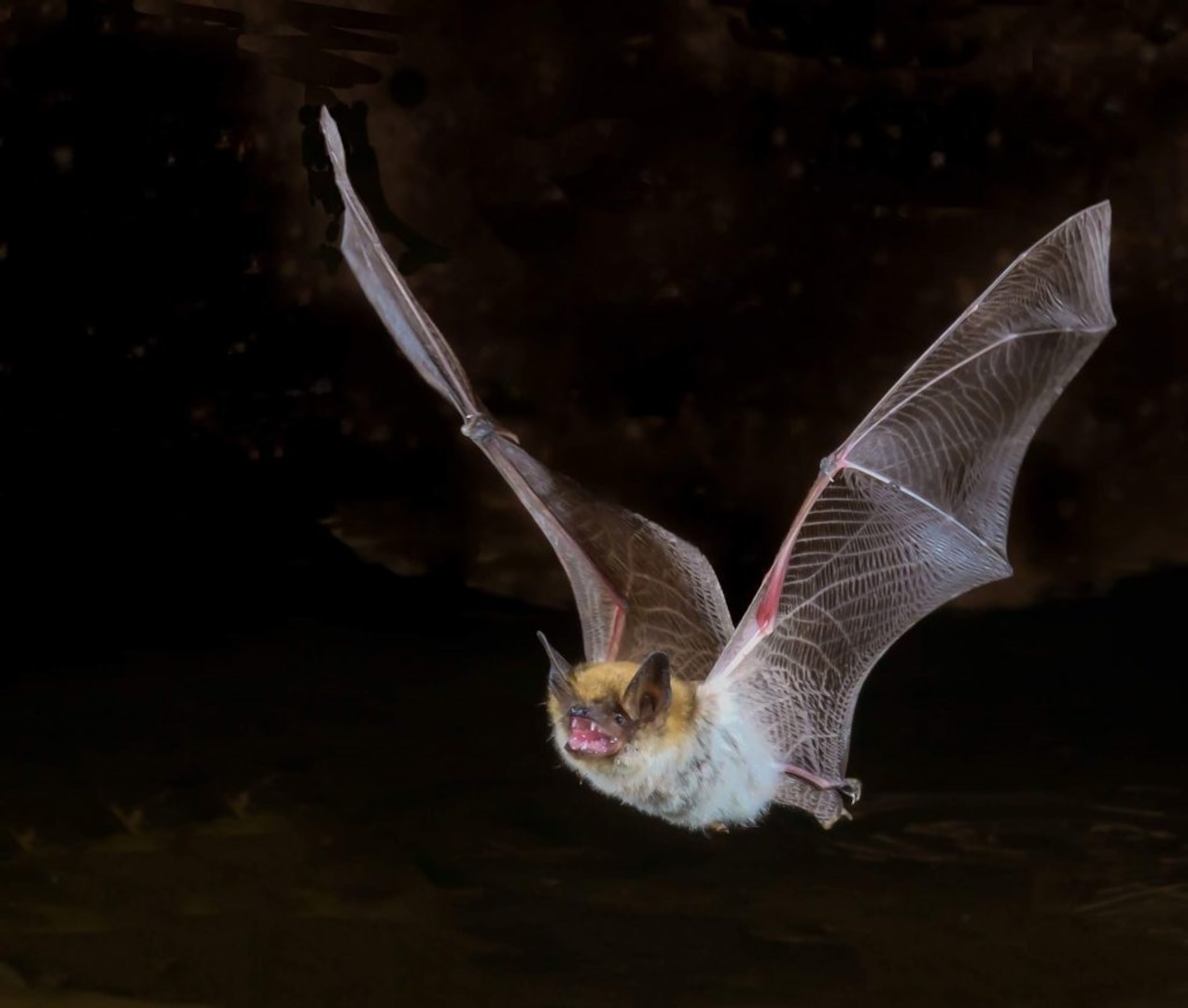 JBSA health officials urge people to be cautious around bats