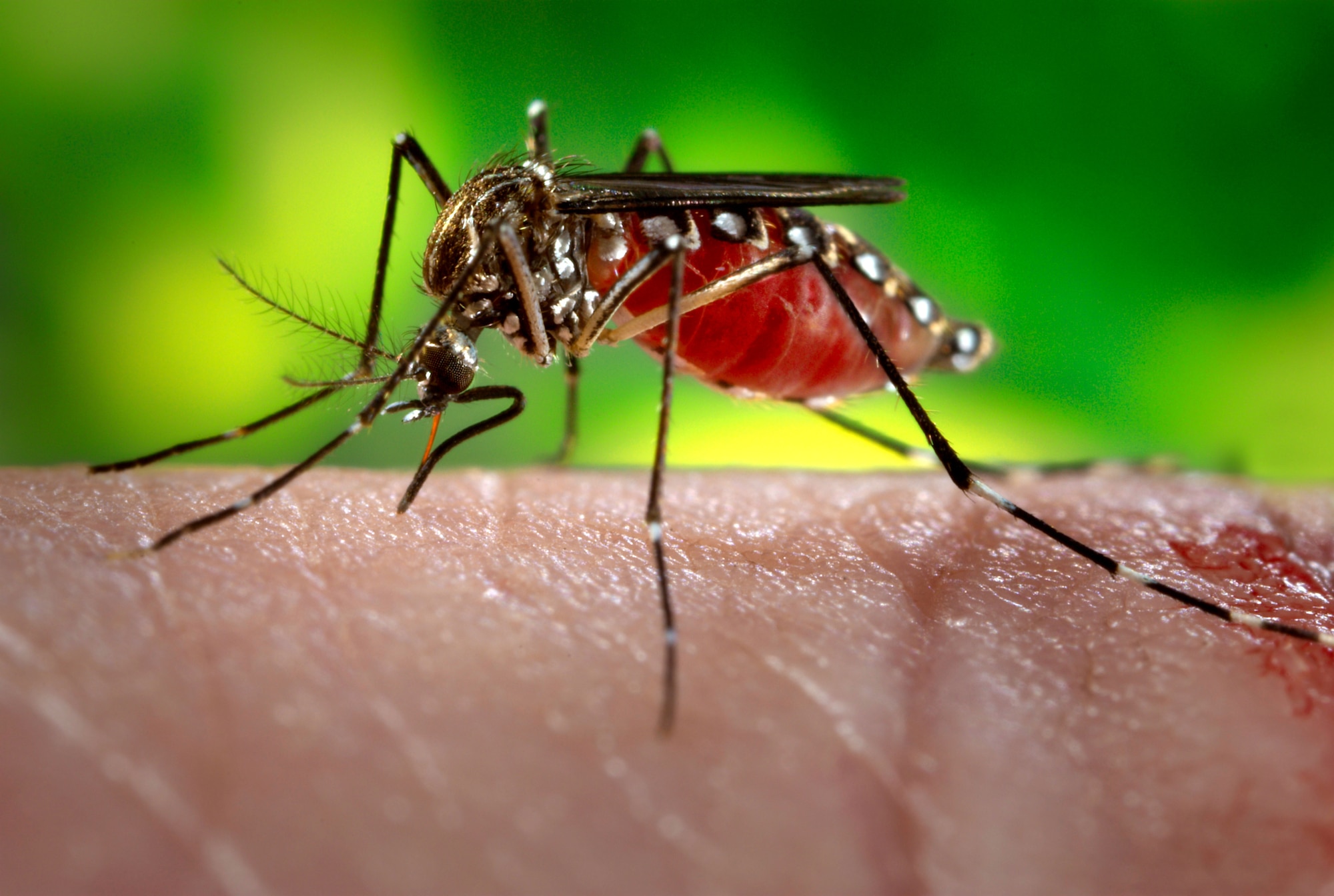 A female Aedes aegypti mosquito while she was in the process of acquiring a blood meal from her human host.