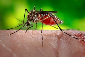 A female Aedes aegypti mosquito while she was in the process of acquiring a blood meal from her human host.