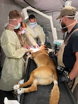 Fort Hood veterinary team ‘deploys’ to JBSA