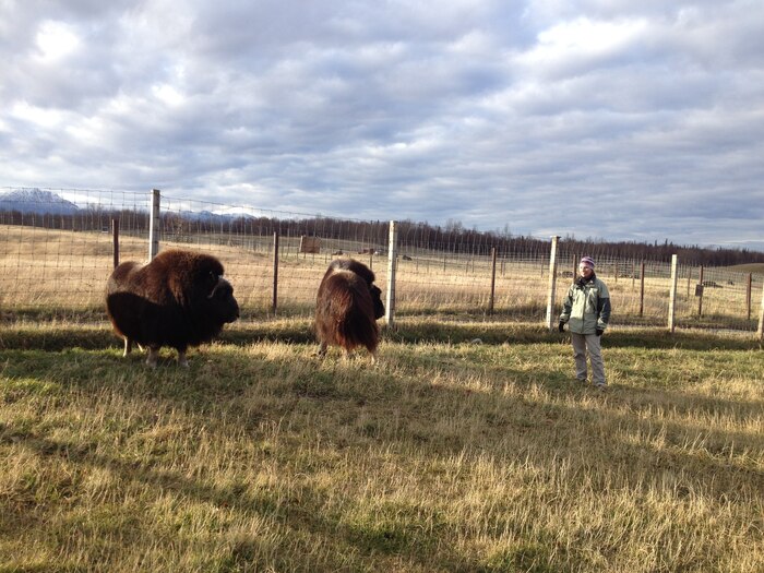Dr. Heather Jay Huson, animal geneticist and associate professor at Cornell University, stands at pasture with two adult muskoxen at the Palmer Muskox Farm in Palmer, Alaska. Huson has humanely collected biological DNA samples from a herd of domesticated muskoxen housed at the farm for her own research purposes for more than 15 years. Through a contract with the Air Force Research Laboratory, or AFRL, Huson provided samples of raw muskox wool to researchers in AFRL’s Materials and Manufacturing Directorate, who tested the material to establish that its thermal insulating properties are comparable to merino wool. Researchers in AFRL’s Biomaterials branch and the 711th Human Performance Wing are currently testing a process known as electrospinning to blend synthetic muskox wool keratins with preexisting polymer materials, such as nylon, to create an alternative textile that is lighter, more breathable, and more environmentally sustainable for future use in U.S. Department of the Air Force uniforms. (Courtesy photo/ Cornell University)