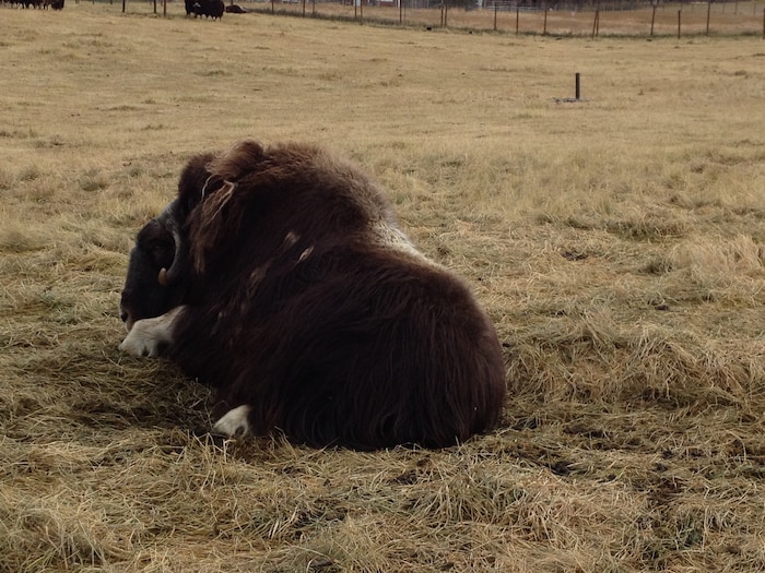 A domesticated adult muskox rests in its pasture at the Palmer Muskox Farm in Palmer, Alaska. While materials such as merino wool and goose down have typically been used to insulate cold-weather garments, Air Force Research Laboratory, or AFRL, researchers have recently begun to explore muskox wool fibers as an alternative source for thermal-insulating textiles for military uniforms. However, a raw muskox wool supply chain will be difficult to come by, as the average Alaskan muskox typically only produces one offspring every one to three years. Because it is not practical to breed these animals solely for their wool, researchers in AFRL’s Materials and Manufacturing Directorate have set their sights on recreating muskox wool keratin fibers in the lab using synthetic biology to address theoretical supply chain needs, prioritize U.S.-based textile manufacturing and promote biotechnology research initiatives in the United States. (Courtesy photo / Cornell University)