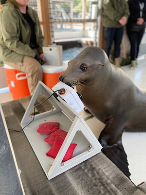 A California sea lion uses his snout to press buttons on the Enclosure Video Enrichment (EVE) system, a game system Navy scientists created as part of their latest research on cognitive enrichment for marine mammals