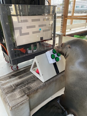 A California sea lion uses his snout to press buttons while observing the screen of the Enclosure Video Enrichment (EVE) system, a game system Navy scientists created as part of their latest research on cognitive enrichment for marine mammals.