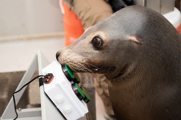 A sea lion demonstrates its ability to play a video game on the Enclosure Video Enrichment (EVE) system, a game system Navy scientists created as part of their latest research on cognitive enrichment for marine mammals, Jan. 18, 2023.