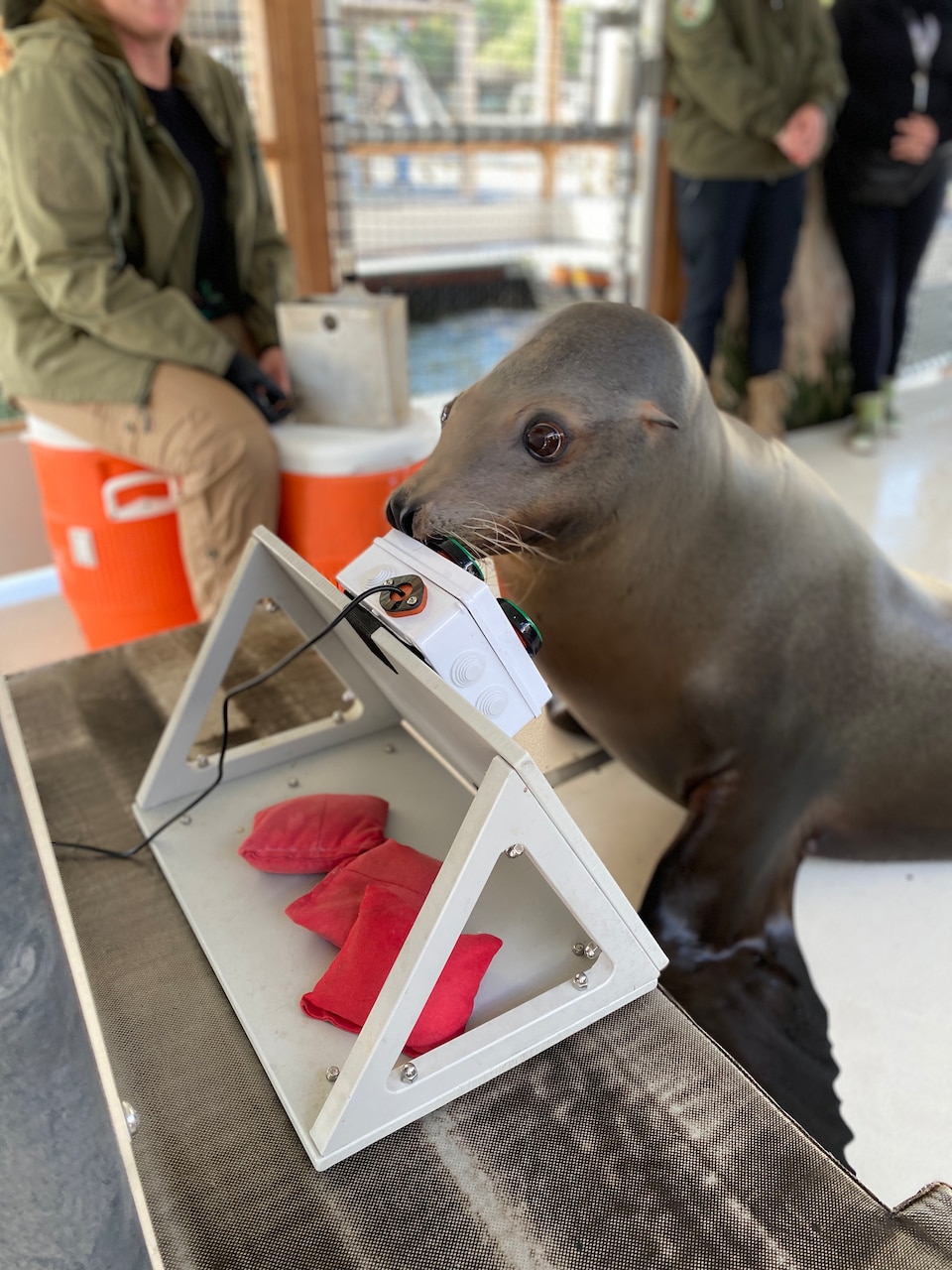 A California sea lion uses his snout to press buttons on the Enclosure Video Enrichment (EVE) system, a game system Navy scientists created as part of their latest research on cognitive enrichment for marine mammals