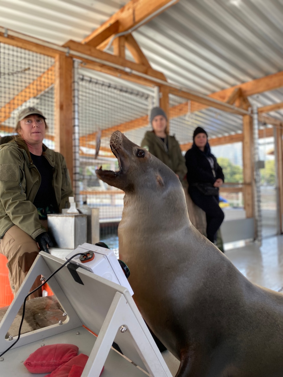 A California sea lion catches a fish to celebrate winning a game on the Enclosure Video Enrichment (EVE) system, a game system Navy scientists created as part of their latest research on cognitive enrichment for marine mammals