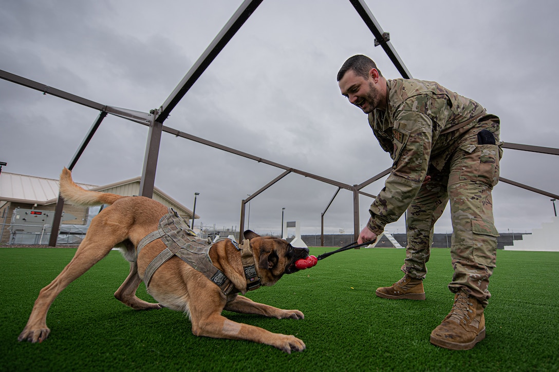 A military working dog tugs on a training toy as an airman holds it.