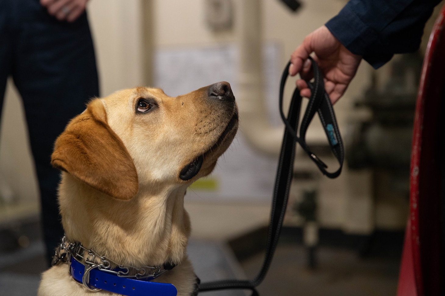 A dog looks up at its handler