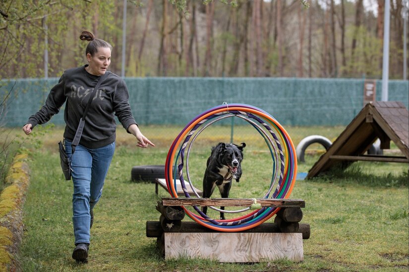 A dog leaps through hoops while a woman runs alongside.