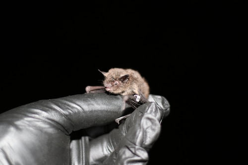 juvenile Indiana bat