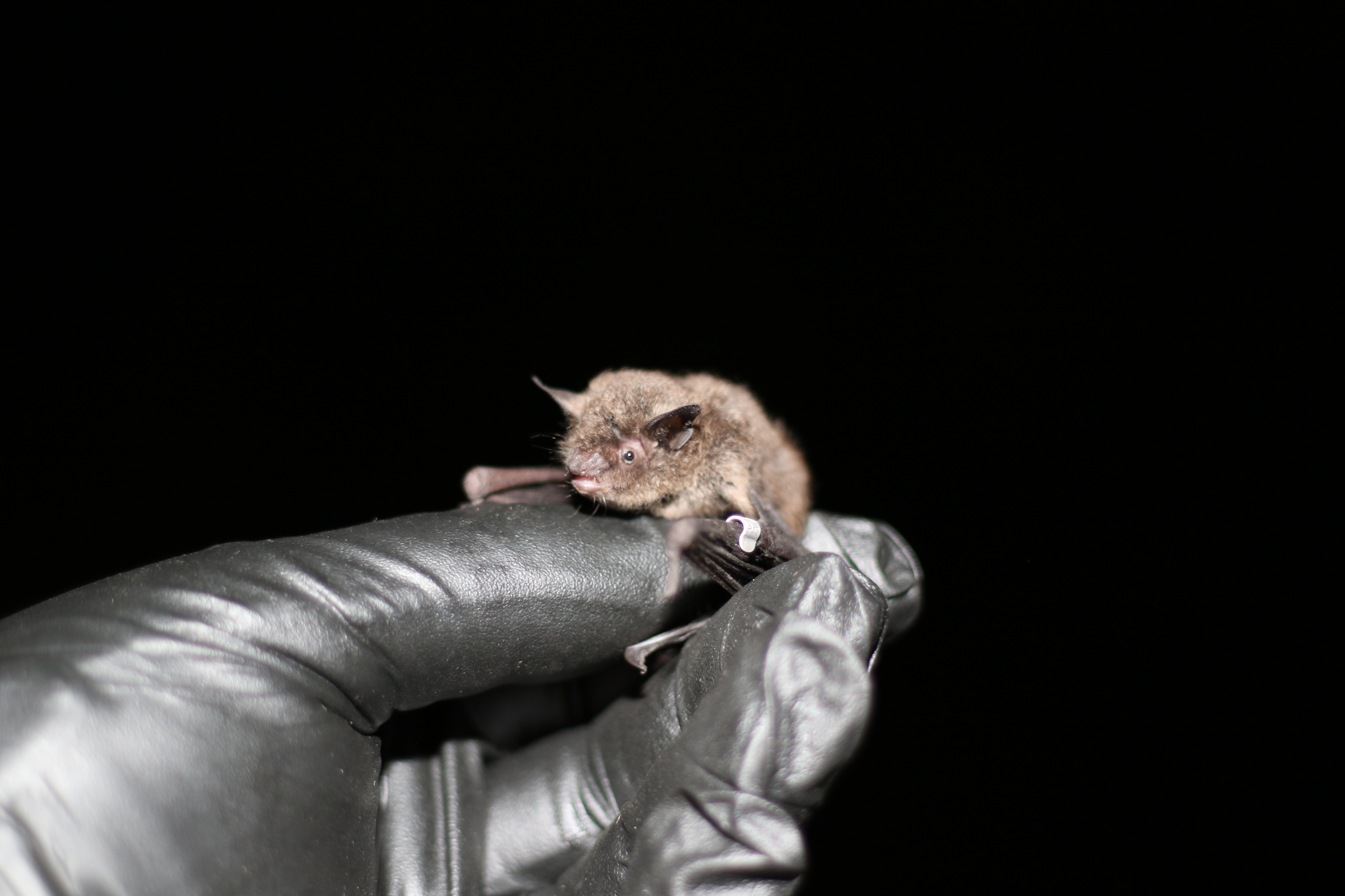 WrightPatt AFB strives to create the ‘right’ habitats for endangered