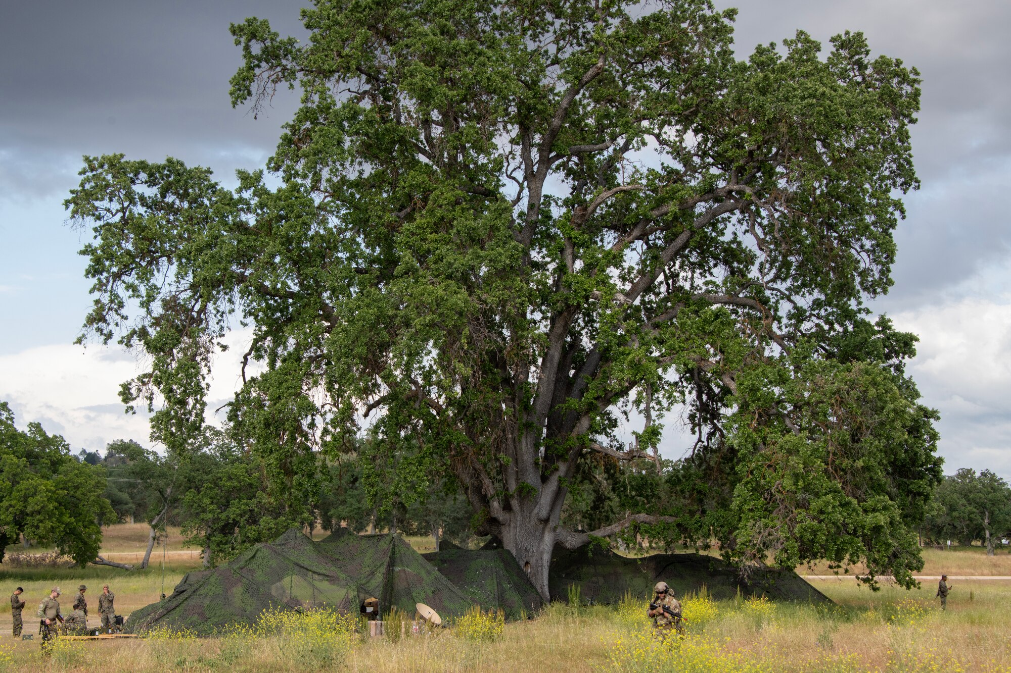 Marines build a tent around a tree