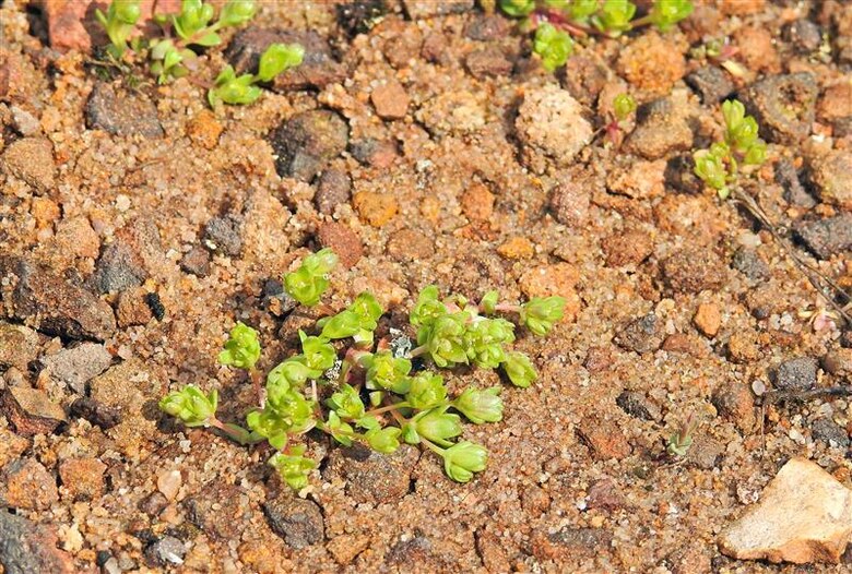 A plant in rocks.