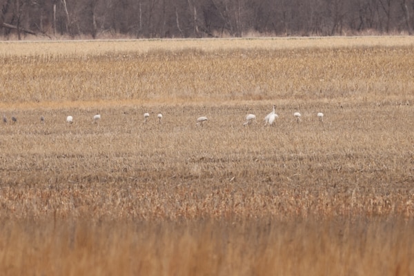 Whooping cranes in a field.