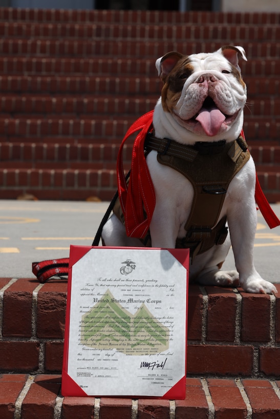 Opha Mae II, the Depot Mascot, is meritoriously promoted to the rank of Corporal on Marine Corps Recruit Depot Parris Island, S.C., May 8th, 2023. The mascot is used to boost the morale of Marines and recruits aboard the depot, as well as the families of graduating Marines that come to visit. (U.S. Marine Corps photo by Lance Cpl. Bradley Williams)