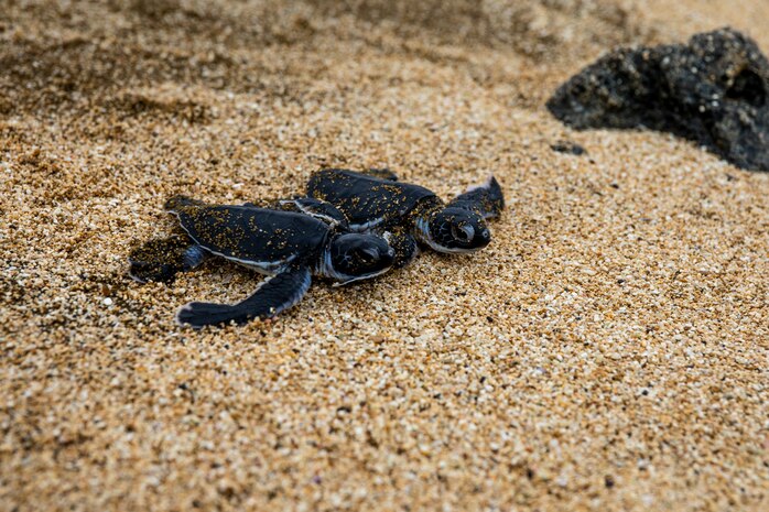 Two baby sea turtles make their way to the ocean during an excavation at Fort Hase Beach, Marine Corps Base Hawaii, Aug. 10, 2021. The natural wildlife and landscape is a precious resource to both MCBH and the people of Hawaii, and we take seriously our stewardship role of protecting these resources. (U.S. Marine Corps photo by Lance Cpl. Brandon Aultman)