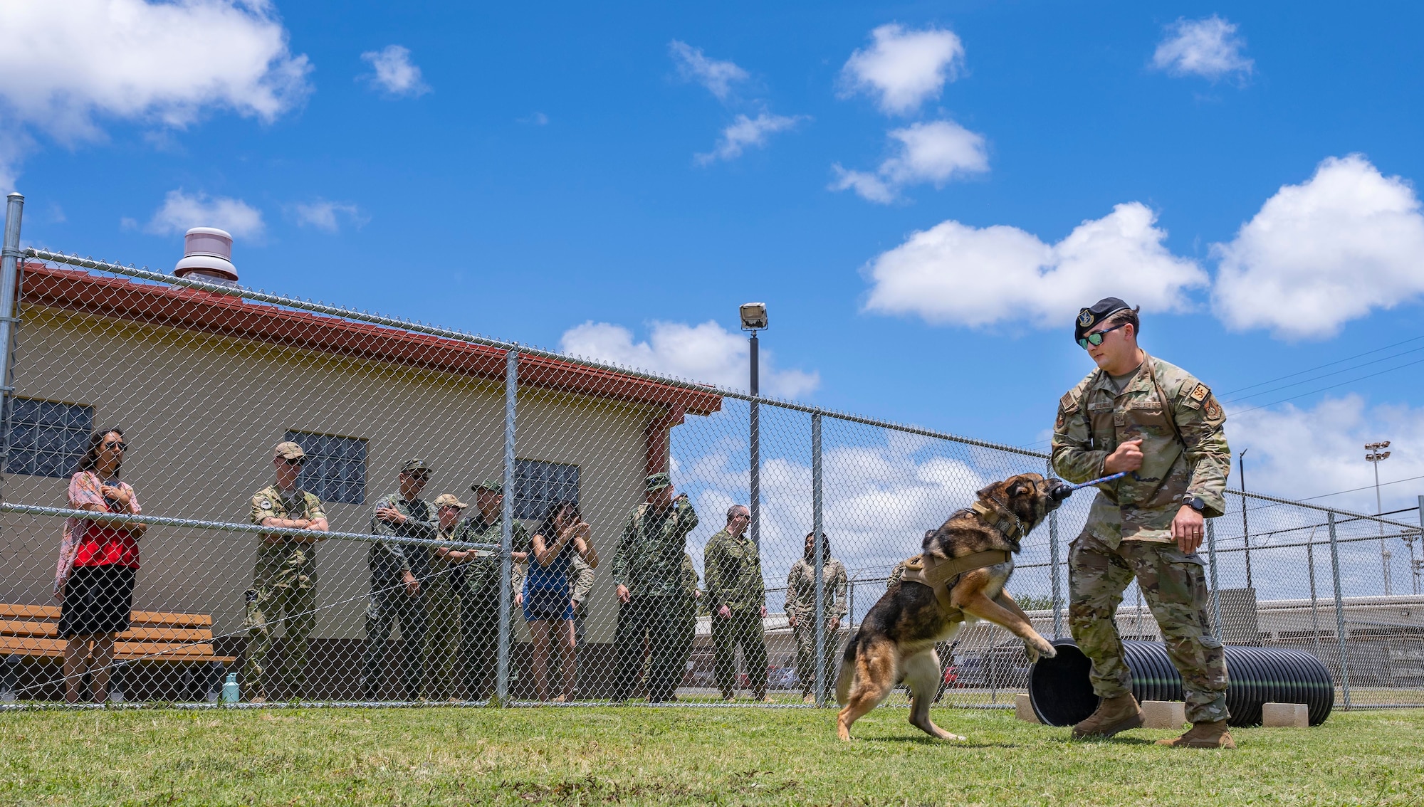 a photo of dog handler training
