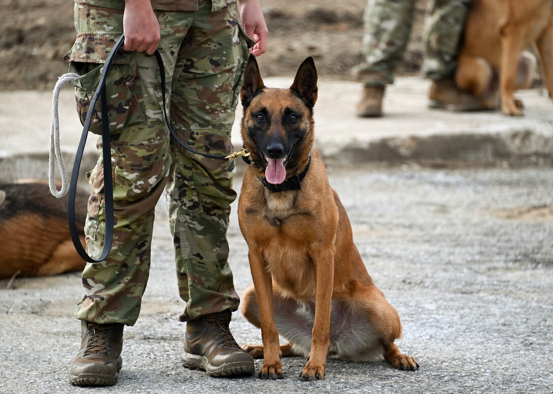 A dog stands next to a person in uniform.