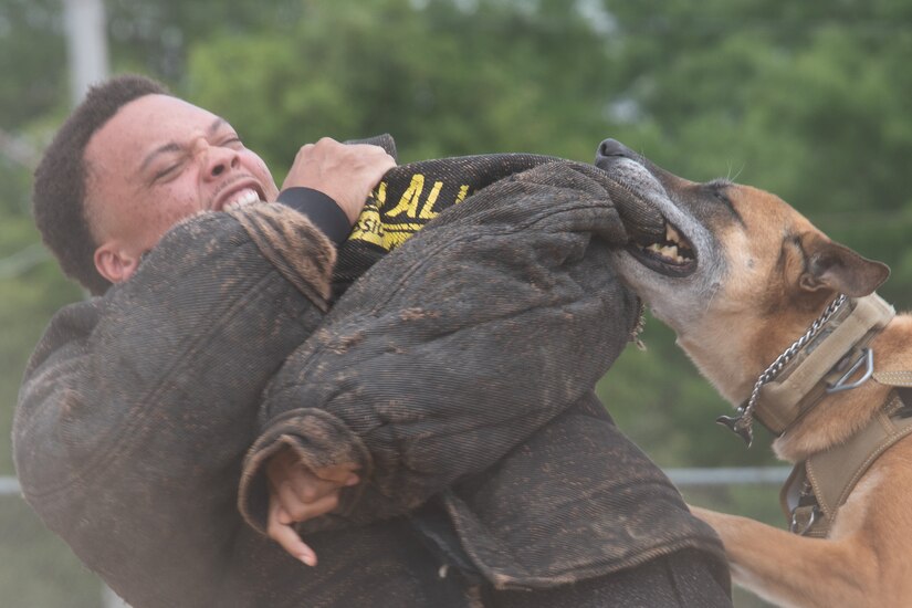 A man in padded clothing is bitten by a dog.